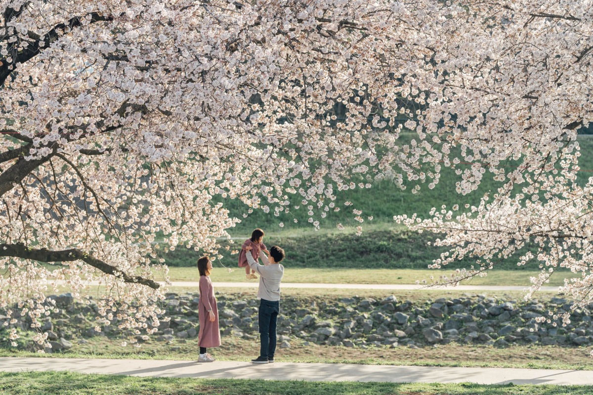 桜が満開のいろは親水公園