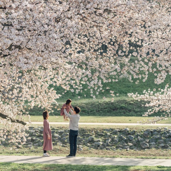 桜が満開のいろは親水公園