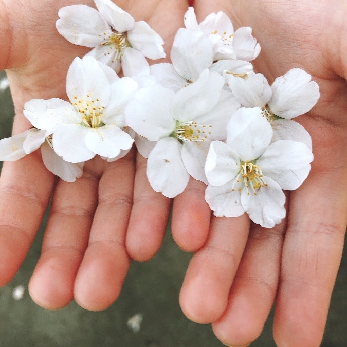 さいたま市の桜開花状況